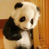 panda的头像