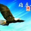 雄鹰天高任我飞的头像