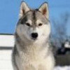 a狼图腾的头像