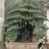 腾辉艺绿哥(售盆景)的头像