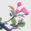 红袖【百川 129徒】的头像