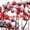 梅花香自苦寒来的头像