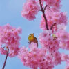 心花怒放的头像