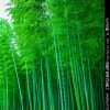 一诺千金的头像
