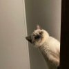 klswy的头像
