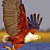 神鹰的头像