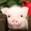 猪猪的头像