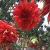 繁花什锦的头像