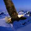 Eagle.n的头像