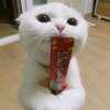 圈圈的头像
