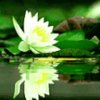 雨荷【拒聊】的头像