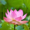 菩提树下的头像