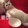 快乐的头像