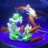 悦水族的头像