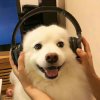 美音风过无痕的头像