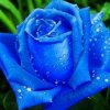 ༄༊࿆巧缘蓝玫瑰࿐的头像