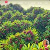 lxp的头像