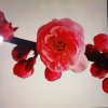 梅花的头像
