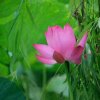 幸福相伴的头像