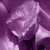 紫色玫瑰的头像