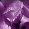 紫色玫瑰的头像