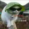 北山老妖的头像