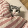 声优～的头像