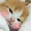 Xiao晴【不认识不微信不私信】的头像