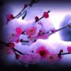 ༄༊࿆踏雪寻梅࿐的头像