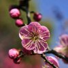 情随梅花的头像