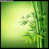 青竹的头像