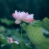 幽谷雨夜的头像