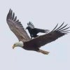 雄鹰展翅的头像