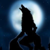 黑夜狼神的头像