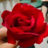 艳芹的头像