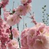 晓风的头像