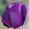 紫色蔷薇的头像