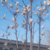 玉兰花开的头像