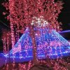 张丽的头像