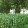 风雨的头像