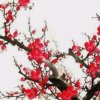  ❁ 谜゛梅子 【骑士团】的头像