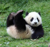 小草的头像