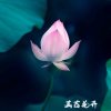 a守候幸福的头像