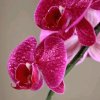 蝴蝶兰(君临天下)的头像