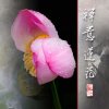 禅思的头像