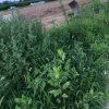 阮秀玲的头像
