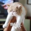 久仰的头像