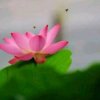 莲开无声的头像