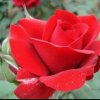 玫瑰的头像
