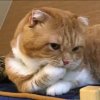 胖豚的头像